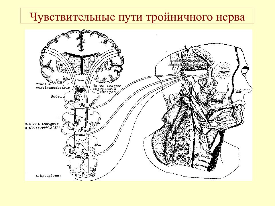 Путь тройничного нерва