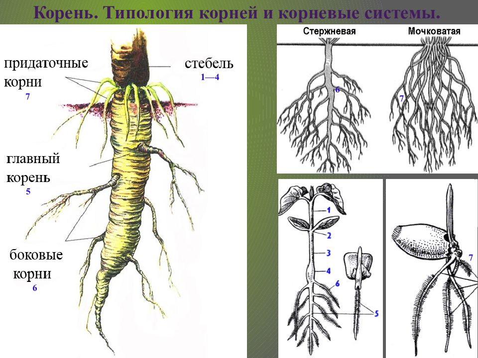 Придаточными называются корни. Боковые и придаточные корни. Главный и боковые корни. Корневая система. Придаточные корни папоротника.