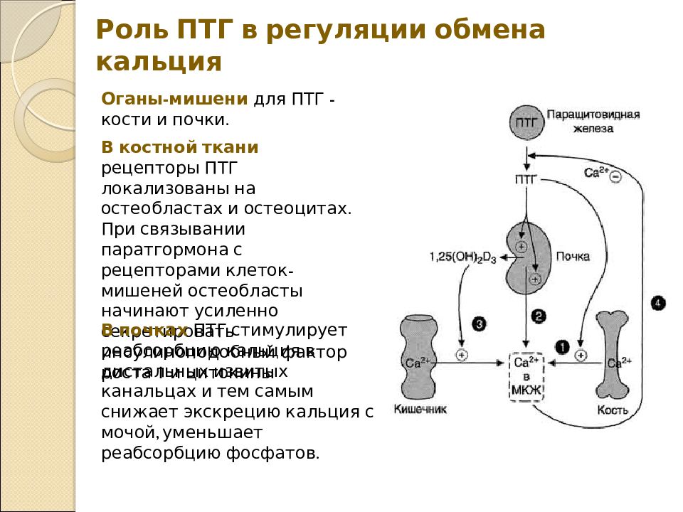 Фосфорно кальциевый обмен биохимия презентация