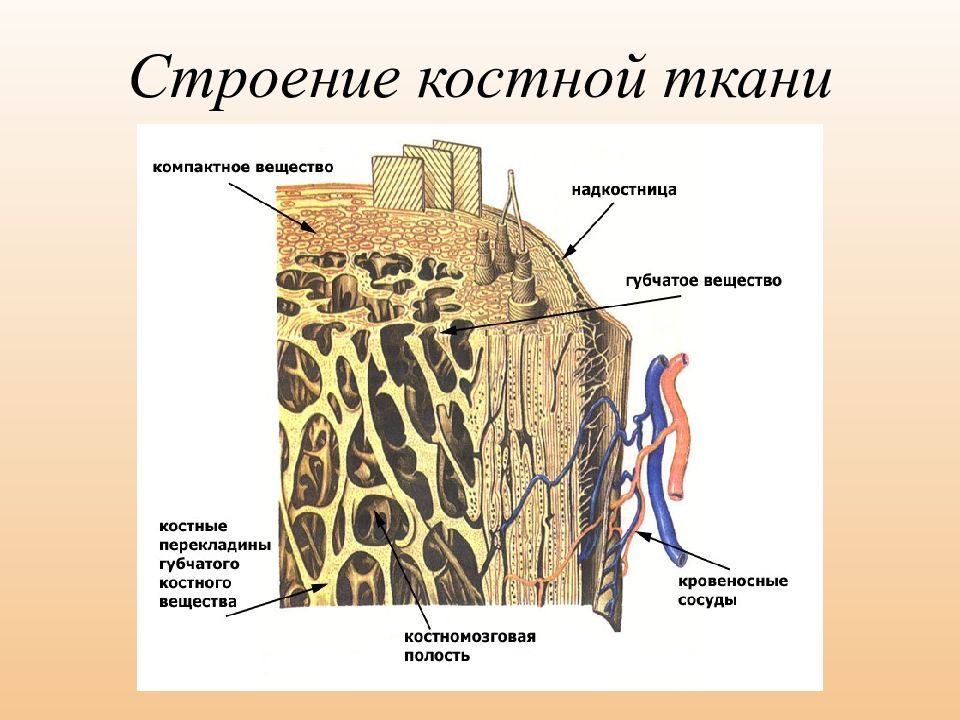 Костномозговая полость компактное вещество надкостница губчатое. Строение костной ткани анатомия. Строение компактной костной ткани. Клеточное строение кости. Структурные компоненты костной ткани.