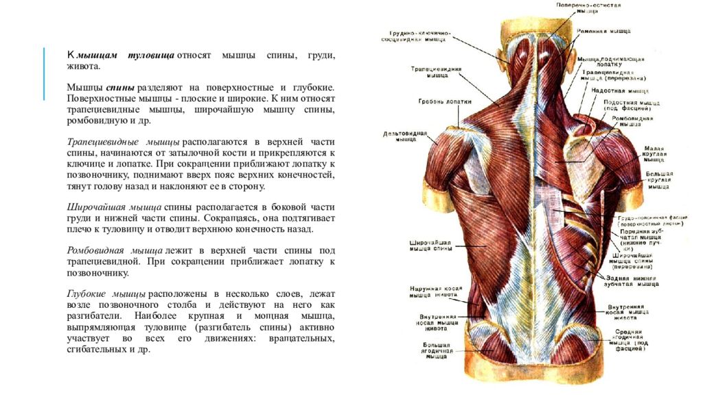 Верхние и нижние мышцы. Мышцы верхней части туловища. Мышцы туловища мышцы груди мышцы живота мышцы спины. Мышцы спины основная анатомическая функция. Мышцы спины крепление спереди.