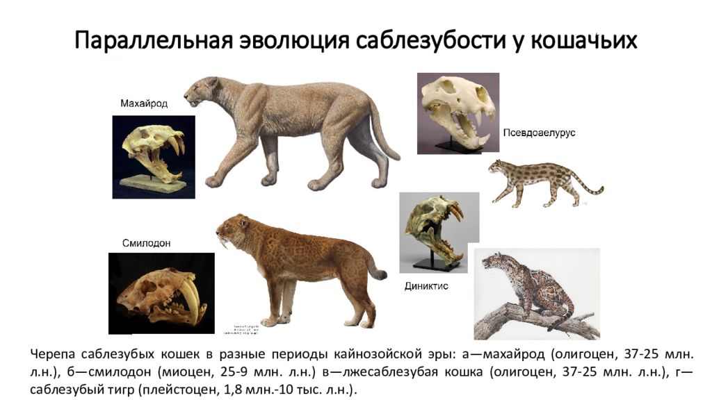 Параллелизм примеры. Смилодон и Махайрод отличия. Саблезубый тигр Эволюция. Параллельная Эволюция саблезубости у кошачьих. Эволюция хищников млекопитающих.