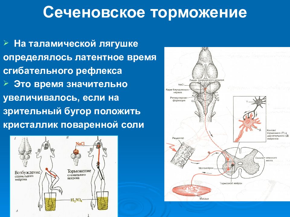 Механизм торможения. Опыт Сеченова центральное торможение. Сеченовское торможение физиология. Сеченов торможение рефлексов. Центральное торможение Сеченова схема.