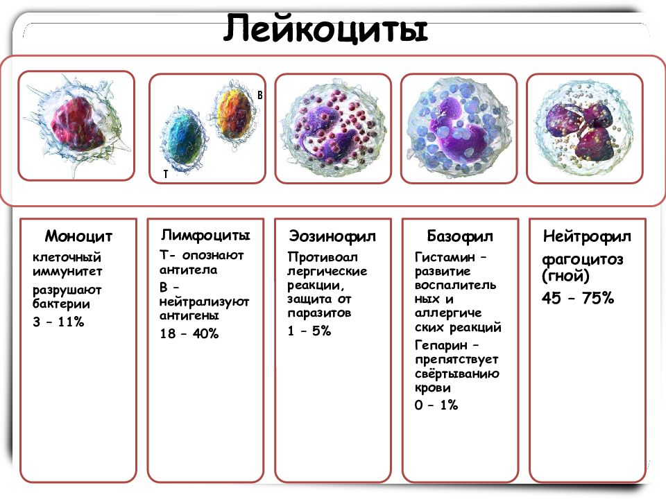 Вид 5 2. Лейкоциты разновидности и функции. Строение лейкоцитов. Лейкоциты схема строения. Функции каждого вида лейкоцитов.