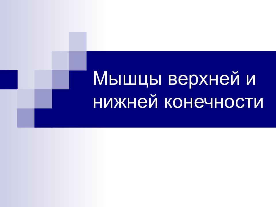 Мышцы верхней и нижней конечности
