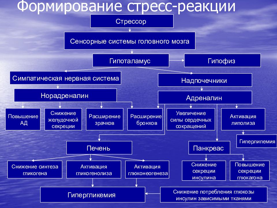 Повышенная система. Патогенез стресса патологическая физиология. Патогенез стрессовой реакции схема. Механизм развития стресс реакции. Стресс реализующие системы патофизиология.