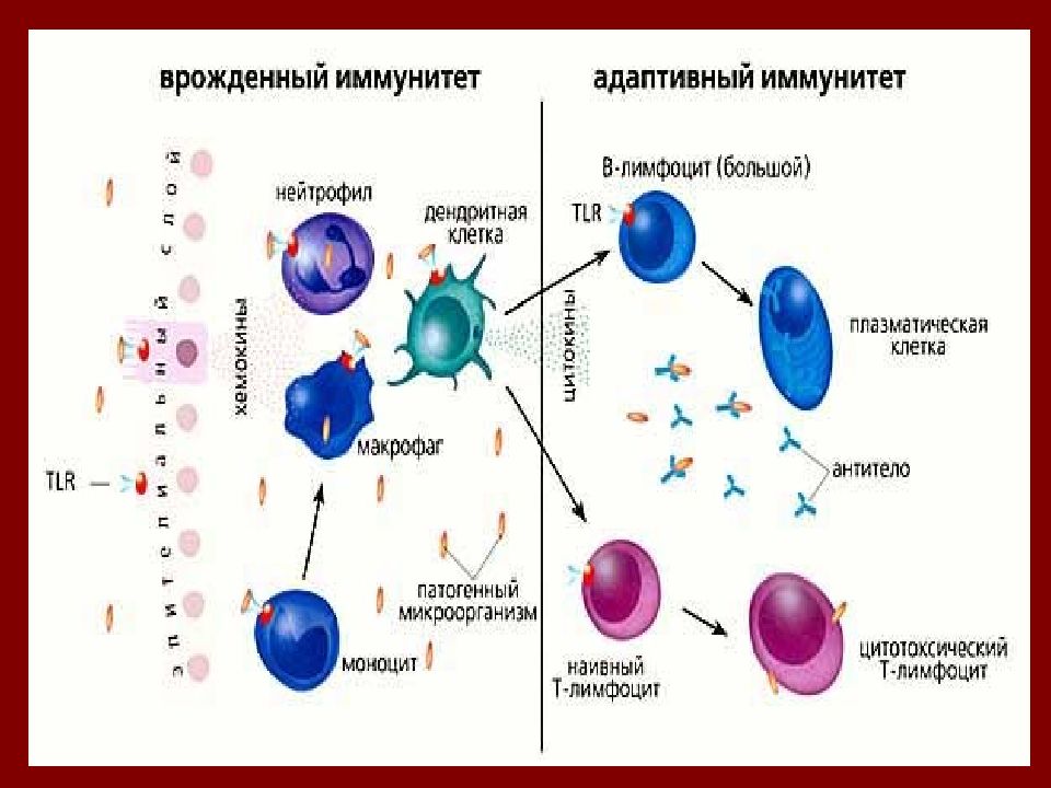 Клетки иммунитета. Механизм врожденного иммунитета схема. Лимфоциты врожденного иммунитета ЛВИ. Клеточный состав системы врожденного иммунитета. 1. Клетки врожденного иммунитета.