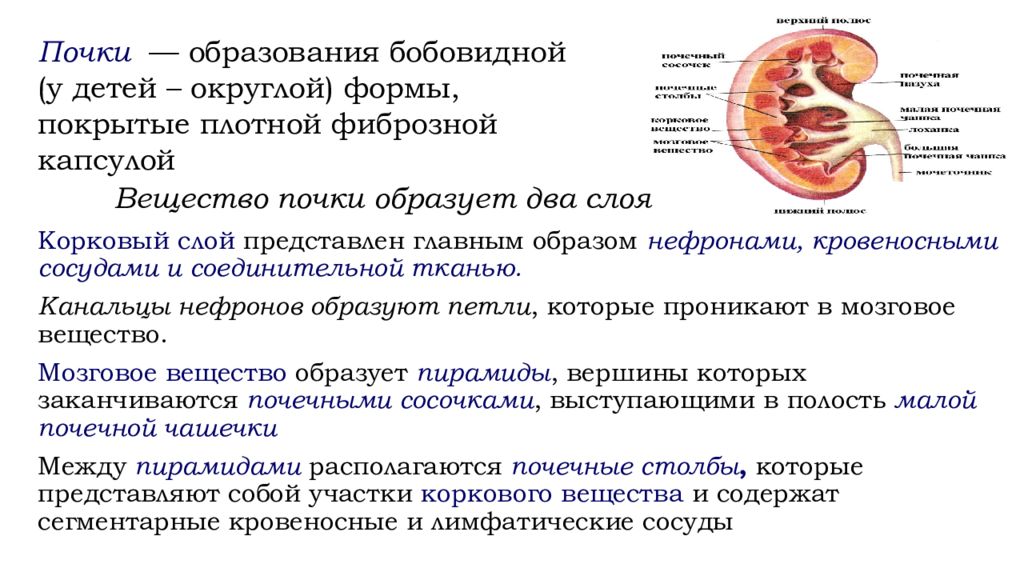 Афо мочевыделительной системы у детей презентация