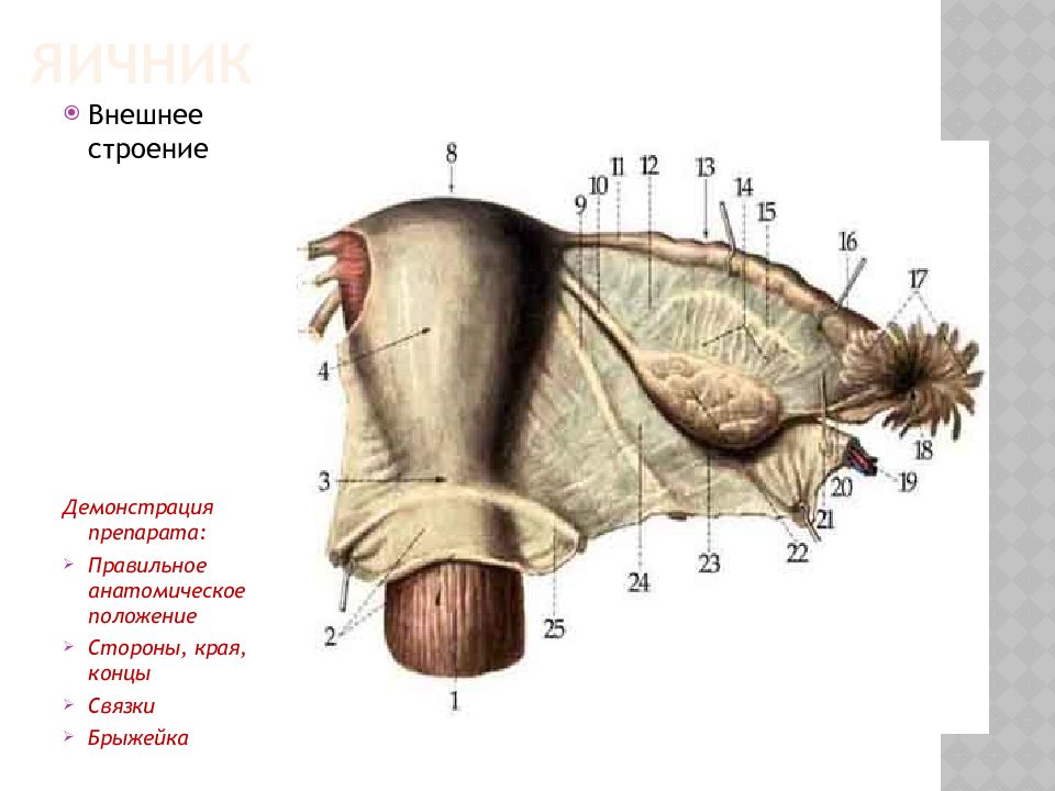 Схема строения яичника