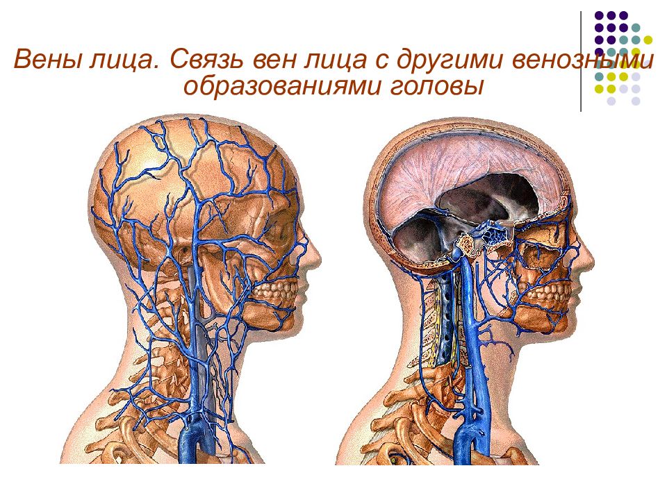 Венозная голова. Занижнечелюстная Вена анатомия. Венозный отток головы и шеи. Вены головы и шеи анатомия.