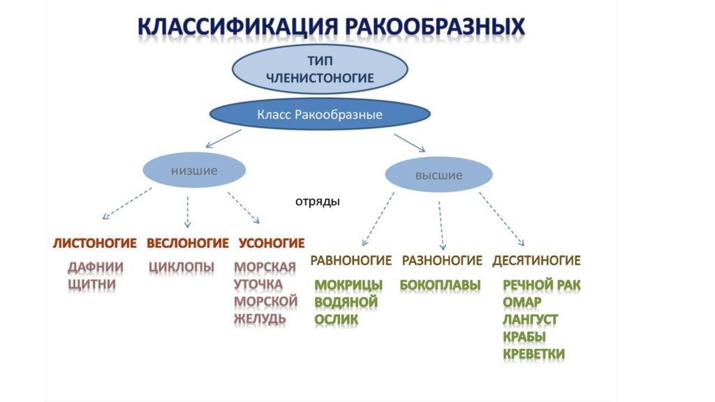 Общая характеристика типа членистоногие презентация