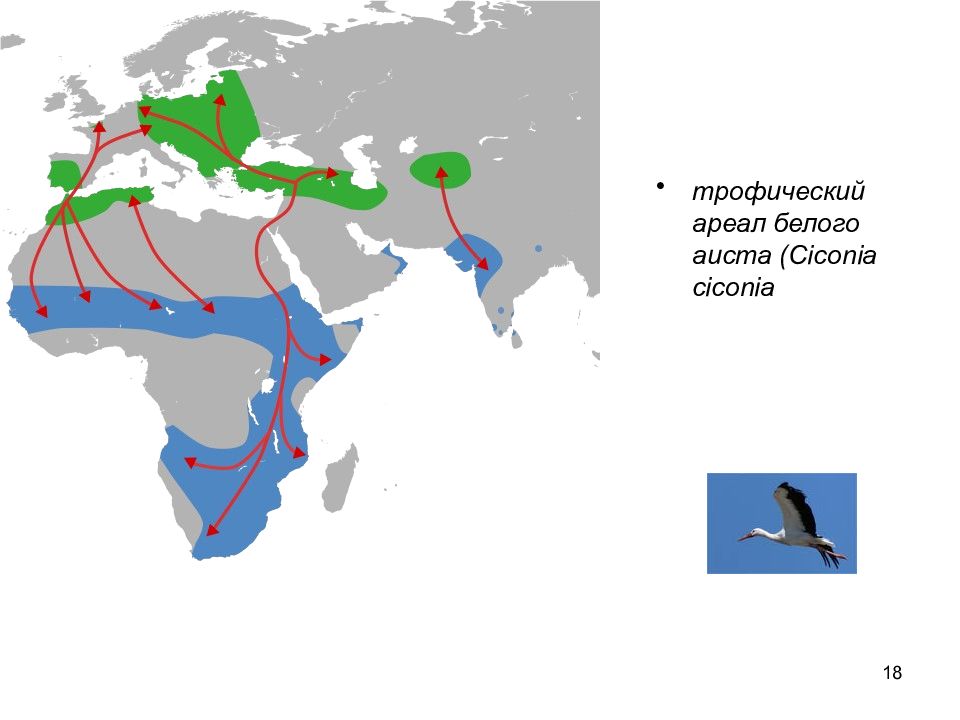 Ареал обитания аистов. Ареал белого аиста. Ареал популяции.