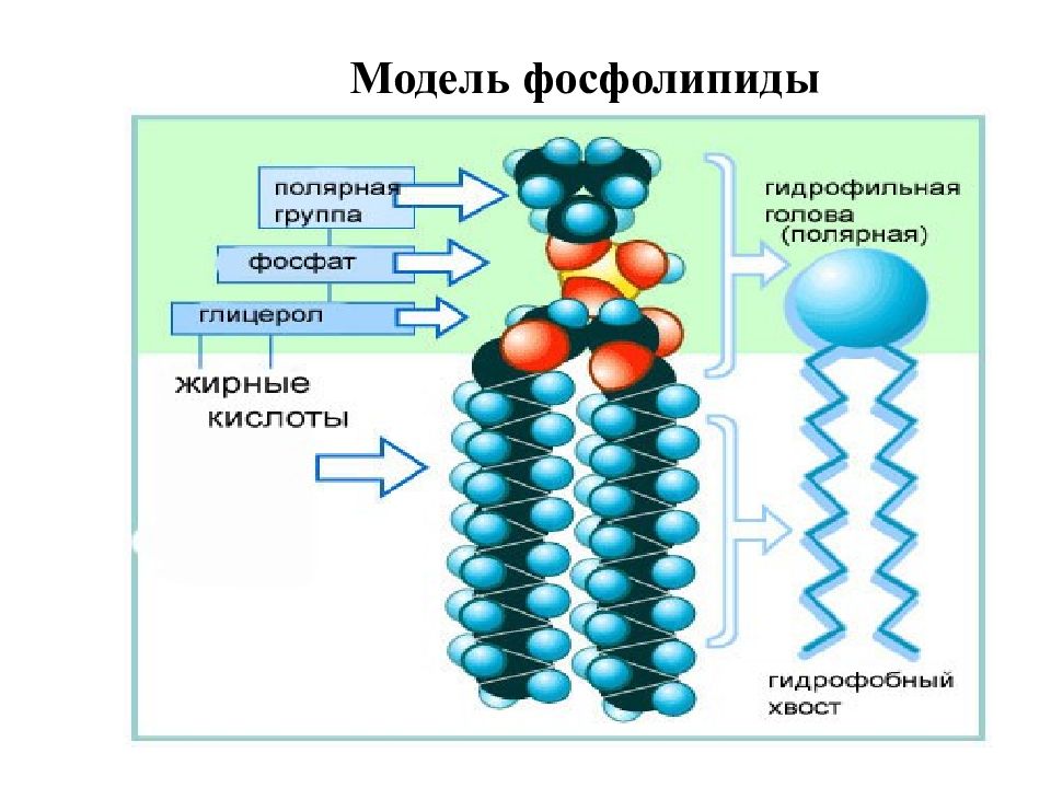 Фосфолипиды. Строение молекулы фосфолипида. Структура фосфолипида. Структура молекулы фосфолипида.