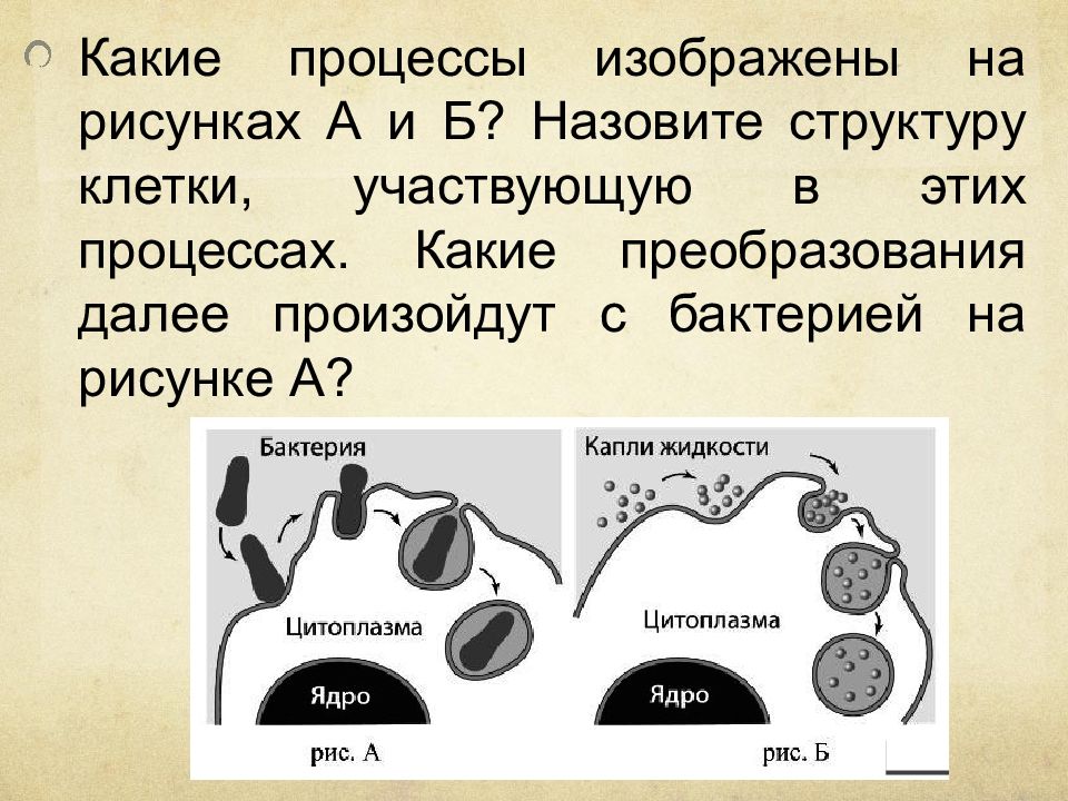 Назовите процессы изображенные на рисунке. Назовите структуру клетки участвующую в этих процессах. Какой процесс изображен. Какой процесс изображён на рисунке. Какой процес изоображон на рисунки.