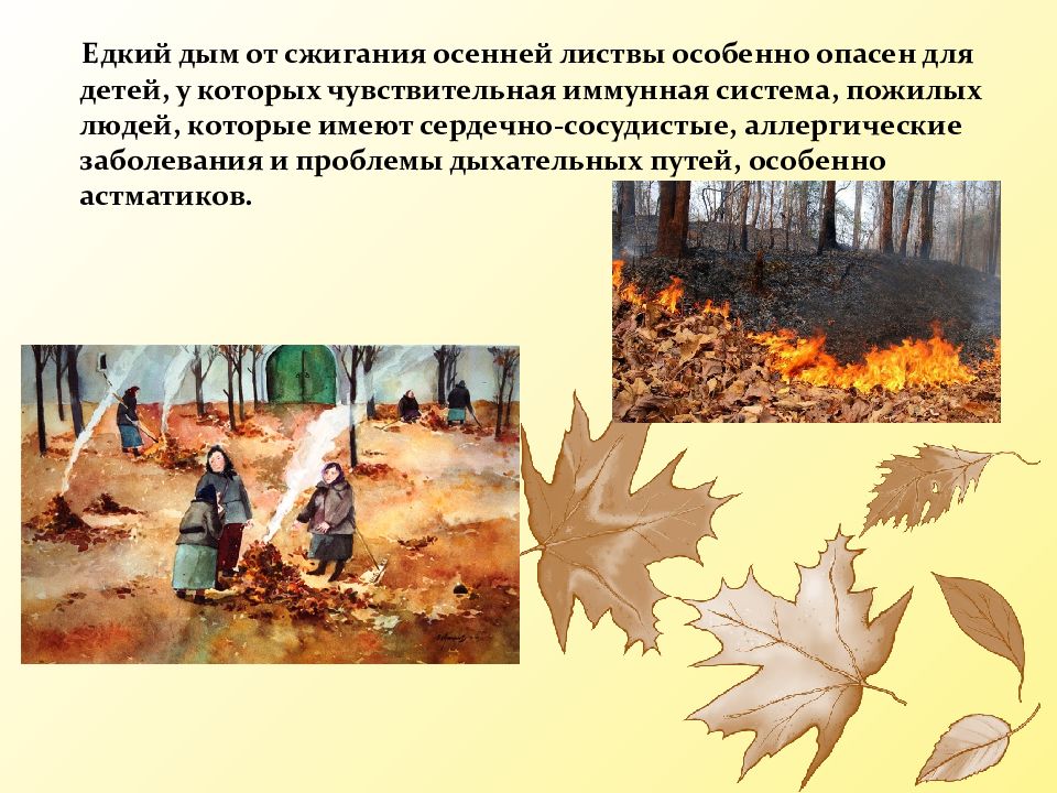Надо ли убирать листву. Процесс опавших листьев. Почему нельзя сжигать листья осенью. Сжигание листвы. Роль опавших листьев в природе.