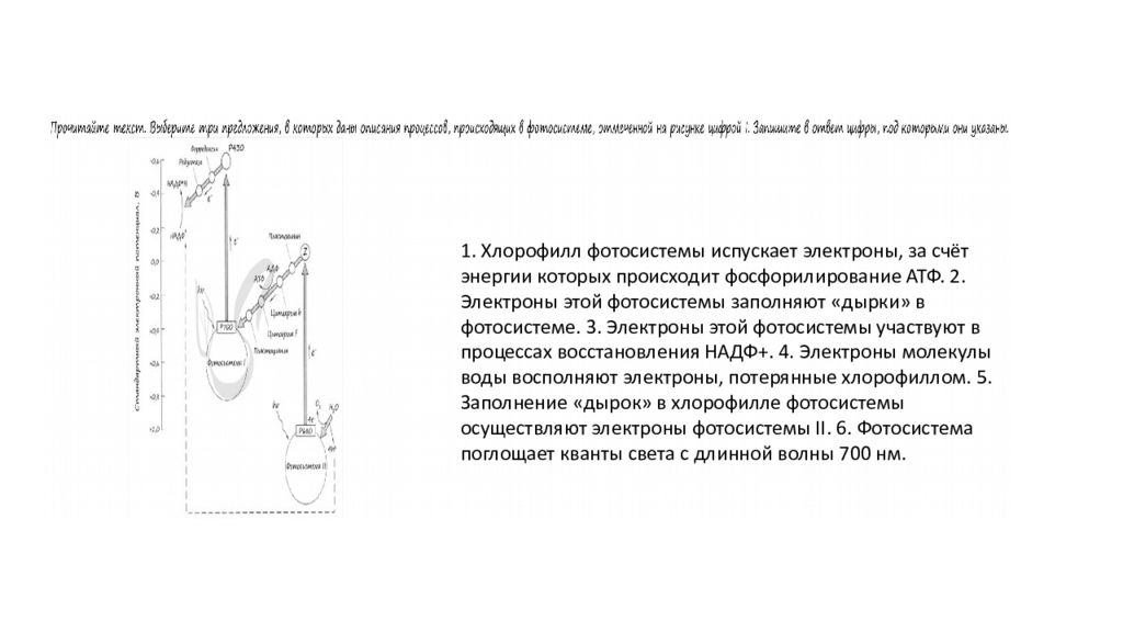 Задания по метаболизму клетки