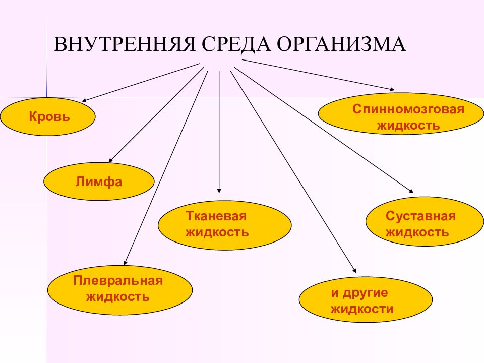 Физиологическая система организма это. Внутренняя среда организма интеллект карта. Интеллект карта на тему внутренняя среда организма. Жидкие среды организма физиология. Внутренняя среда организма.