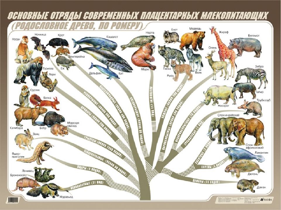 Млекопитающие картинка для презентации