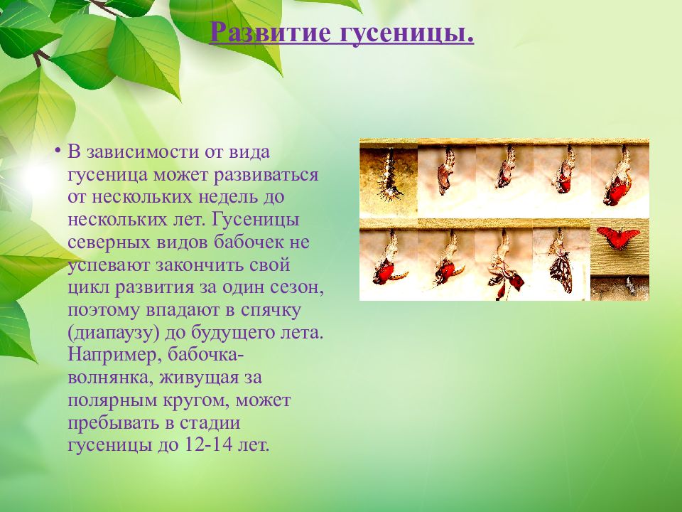 презентация гусеница