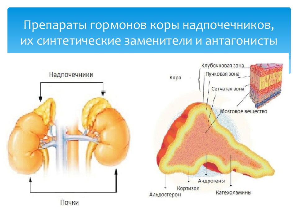 Презентация препараты гормонов коры надпочечников