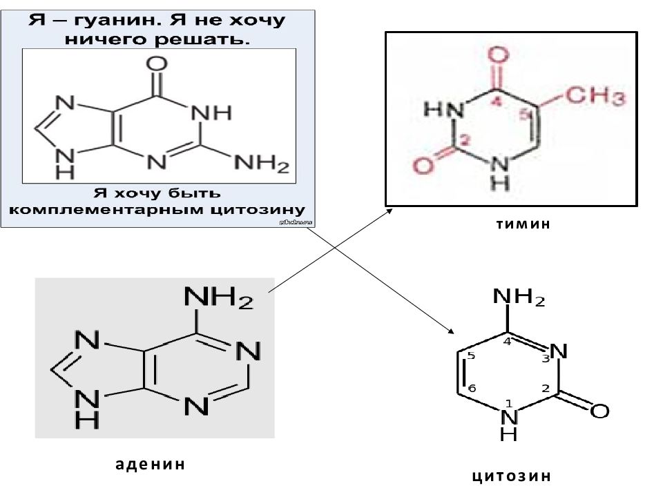 Цитозин соответствует. Развернутая формула аденина. Аденин название по номенклатуре. Аденин не цитозин гуанин. Аденин гуанин цитозин Тимин.