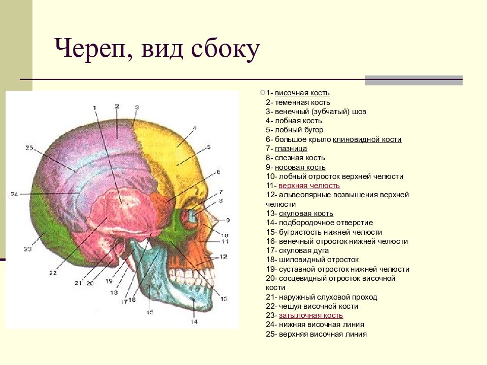 Отдел затылок. Мозговой отдел головы топографическая анатомия. Свод и основание черепа топографическая анатомия. Внешние ориентиры мозгового отдела головы топографическая анатомия. Границы внешние ориентиры мозгового отдела головы.