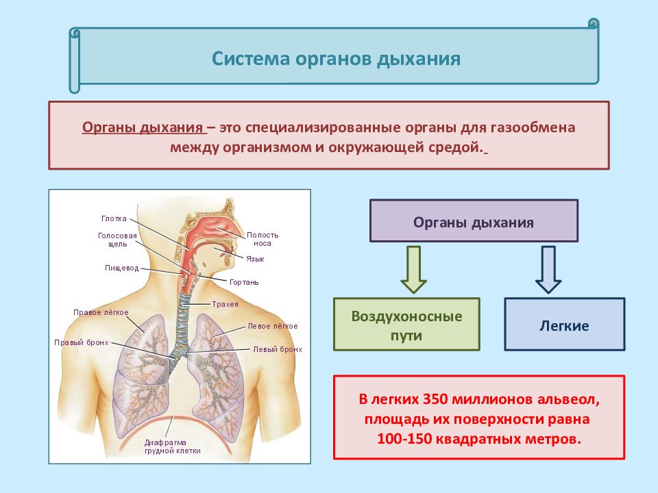 Воздухоносные пути состоящие из хрящевых