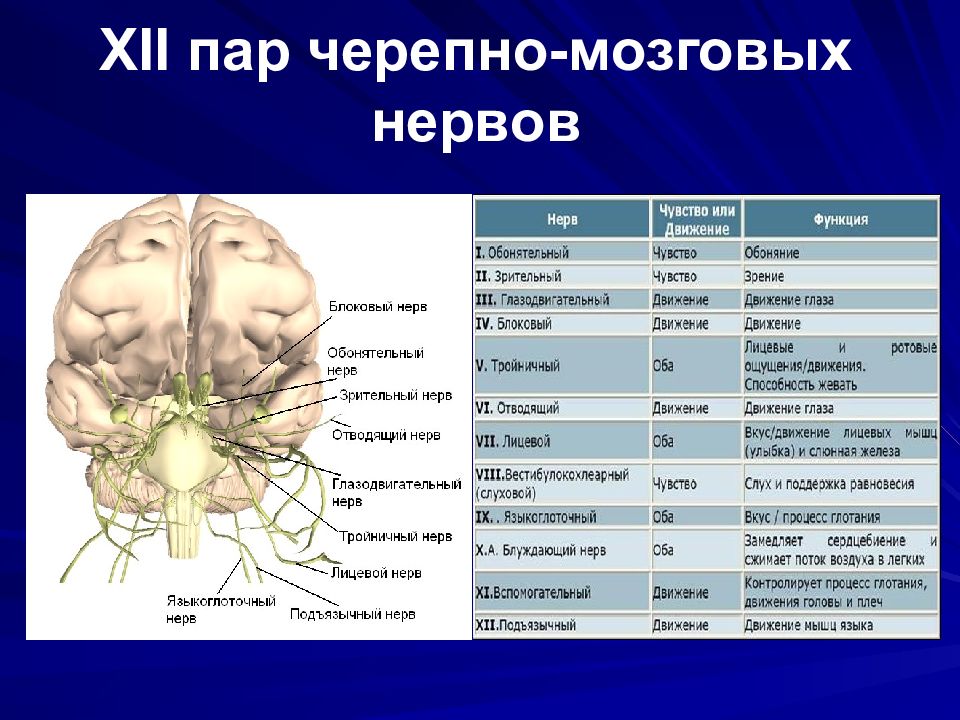 12 пар черепно мозговых нервов схема