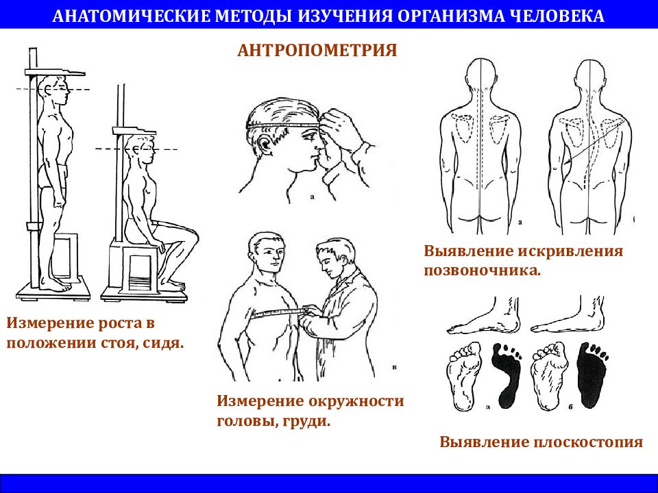 Современные методы изучения организма человека презентация