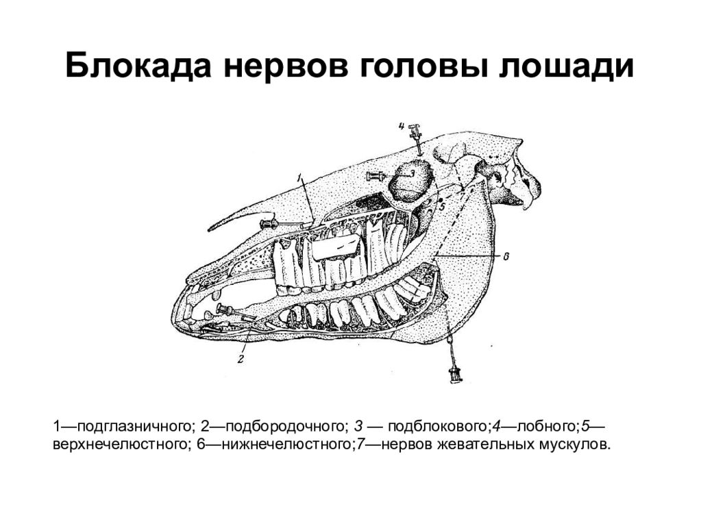 Блокада нерва. Подглазничное отверстие КРС. Блокада нервов головы КРС. Новокаиновая блокада головы лошади. Пункты обезболивания нервов головы крупного рогатого скота.