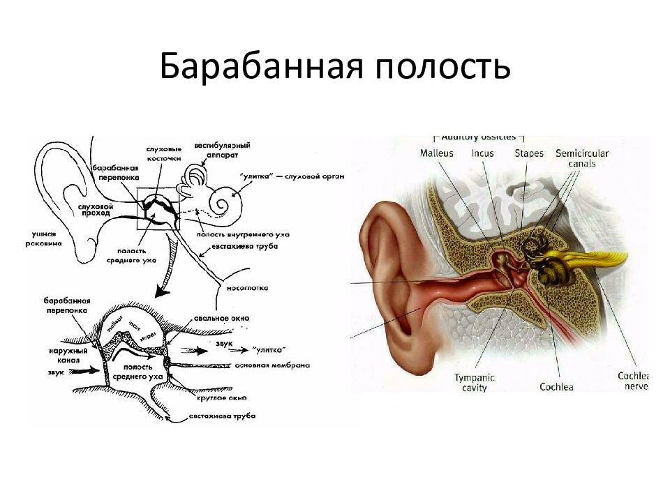 Среднее ухо схема