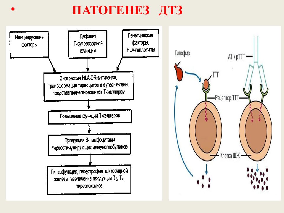 Диффузно токсический зоб презентация