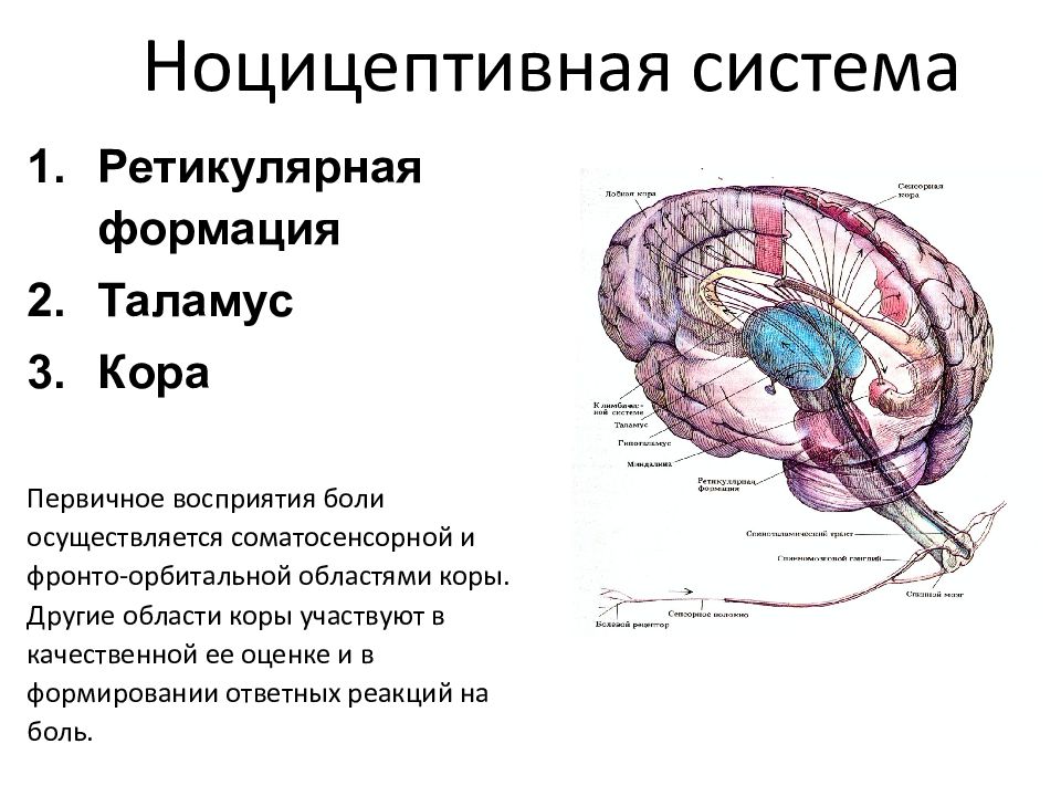 Схему структурной организации восприятия первичной локализованной боли эпикритической