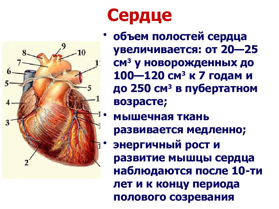 Развитие сердца презентация