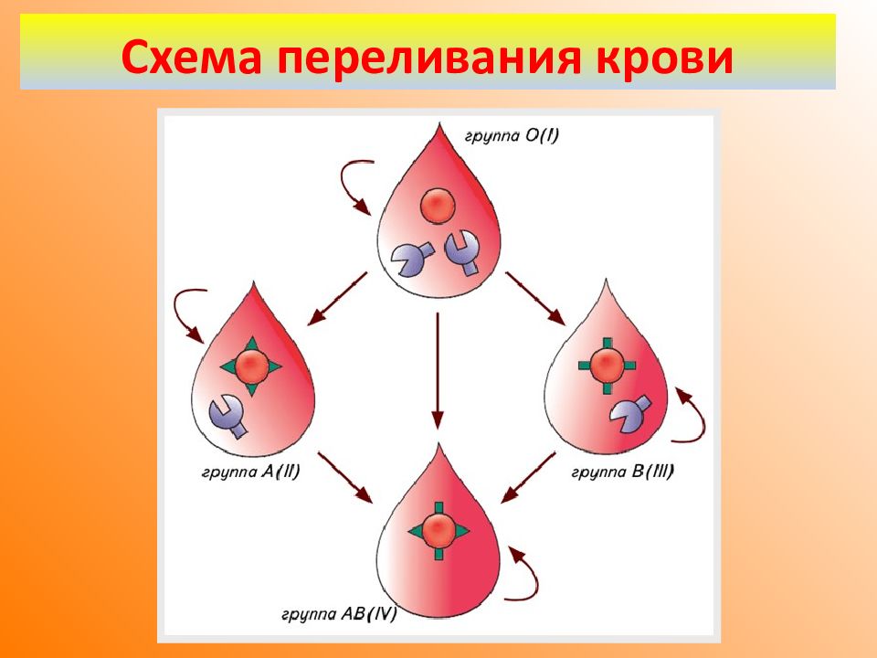 Может измениться группа крови в течение жизни