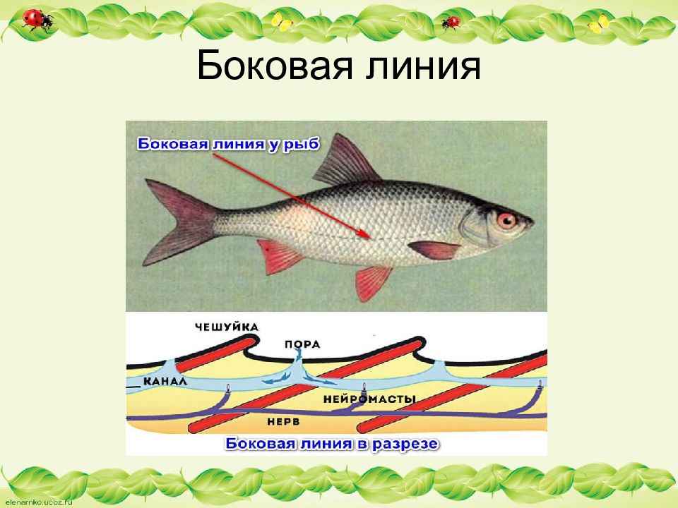 Где находятся рыбы. Боковая линия у рыб это биология. Что такое боковая линия у рыб 7 класс биология. Строение боковой линии у рыб. Органы боковой линии.