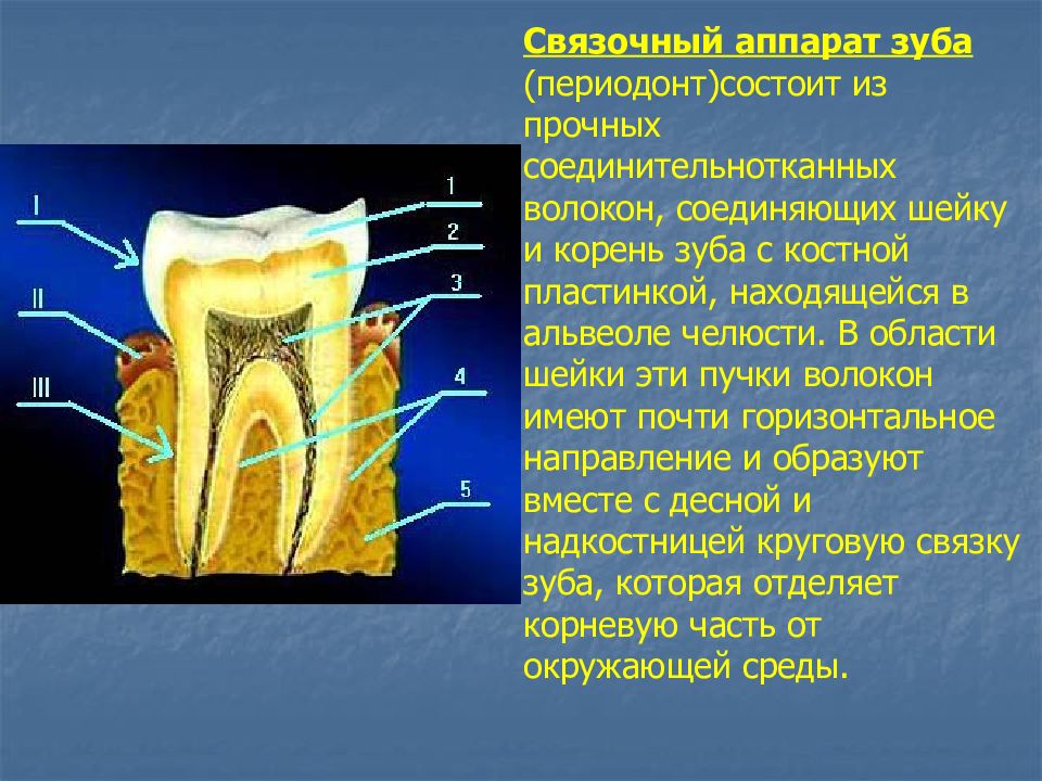 Периодонт. Волокна периодонта гистология. Периодонтальные связки зуба. Анатомия периодонта зуба. Связочный аппарат периодонта.