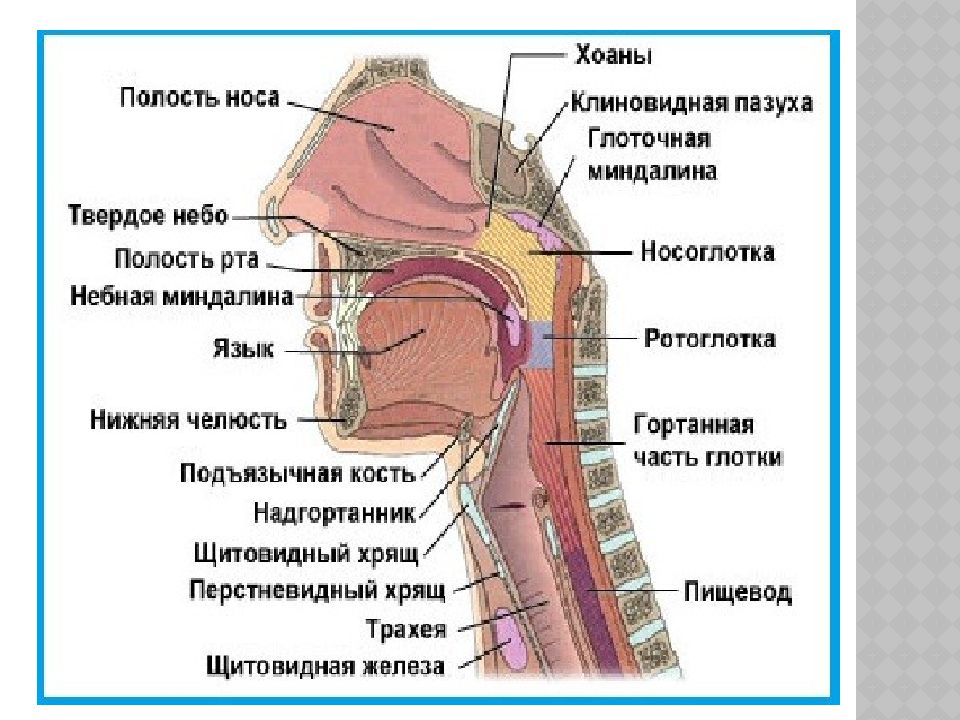 Презентация анатомия и физиология органов речи