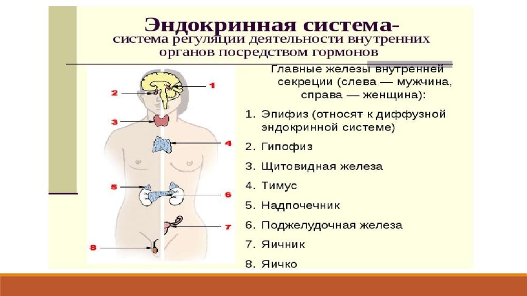 Эндокринология презентация. Эндокринные железы человека. Строение эндокринной системы. Строение эндокринных желез. Центральные регуляторные органы эндокринной системы.