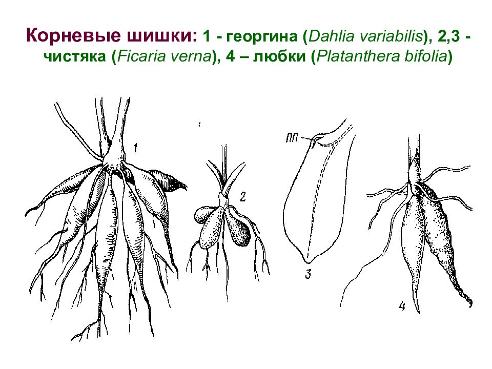 Каким номером на рисунке обозначен видоизмененный придаточный корень