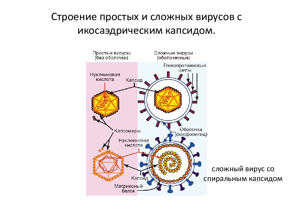 Строение сложных вирусов рисунок