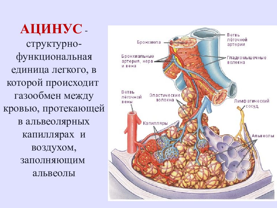 Презентация анатомия и физиология органов дыхания