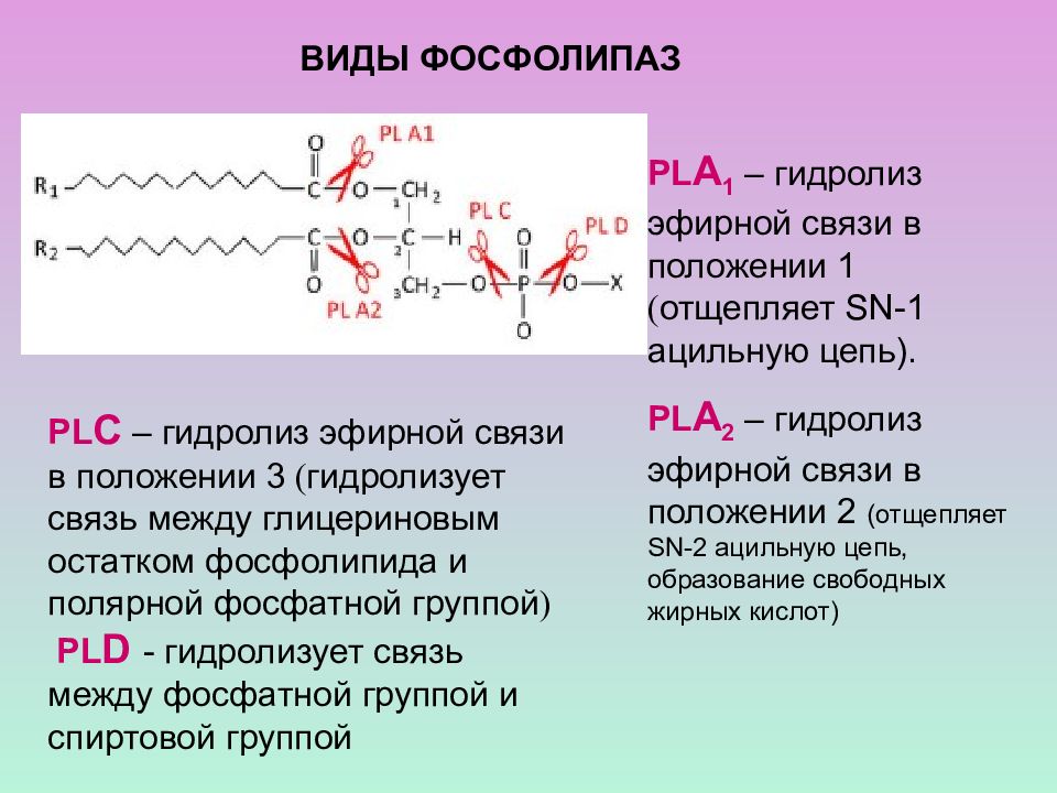 Положение связей. Фосфолипаза а1 функции. Гидролиз фосфолипидов фосфолипазой а1. Механизм действия фосфолипаз. Фосфолипаза виды.