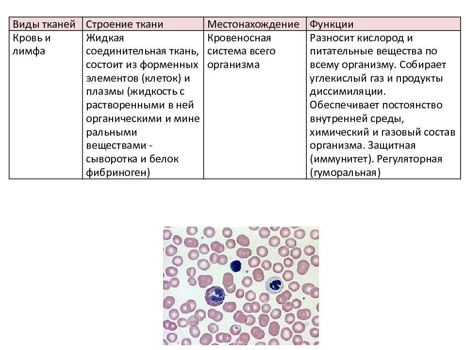 Особенности строения и функции тканей. Соединительная ткань кровь особенности строения и функции. Кровь и лимфа соединительная ткань строение и функции. Соединительная ткань виды особенности строения. Кровь соединительная ткань строение.