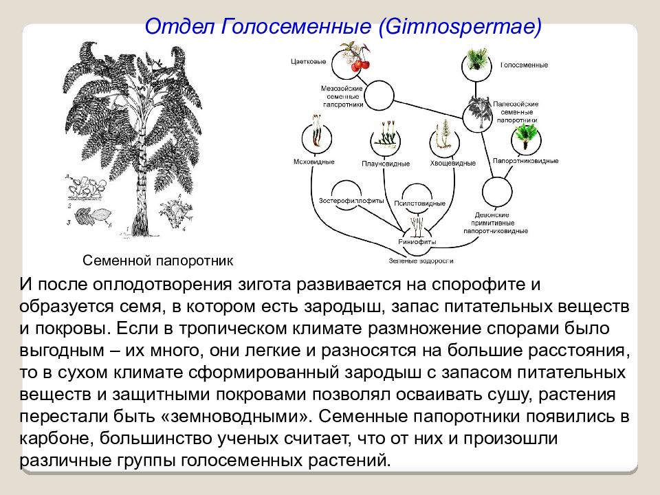 Оплодотворение голосеменных растений. Цикл развития голосеменных схема. Размножение голосеменных растений таблица. Мегаспора голосеменных. Жизненный цикл голосеменных растений схема 6 класс.