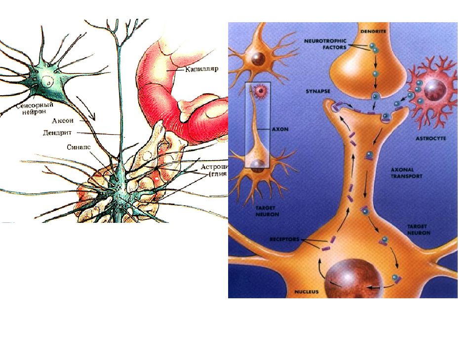 Центр нейрон. Сенсорный Нейрон. Сенсорные Нейроны функции. Сенсорный и моторный Нейрон. Строение сенсорного нейрона.