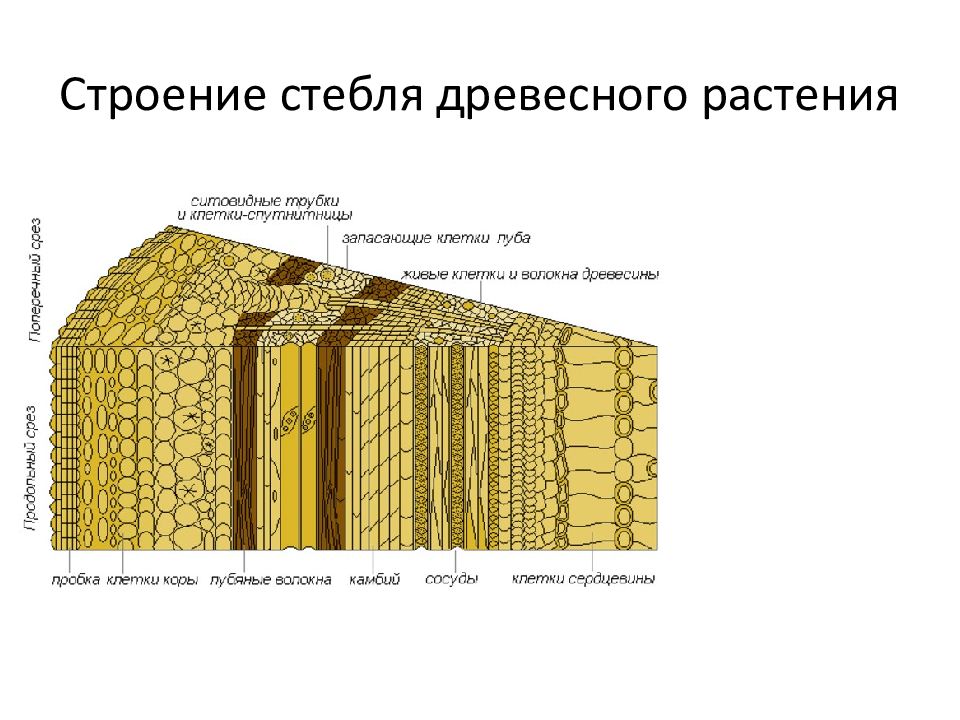 Вывод строение стебля