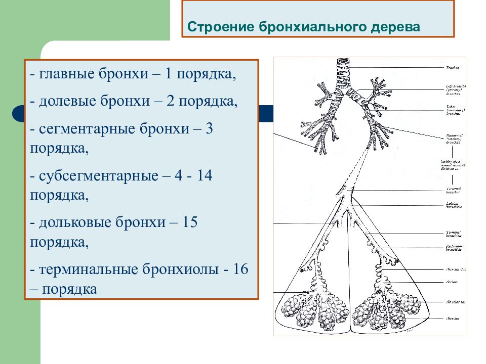 Главные бронхи. Бронхи 1 и 2 порядка. Бронхи 2 порядка. Бронхи 1 порядка. Бронхи 3 порядка.