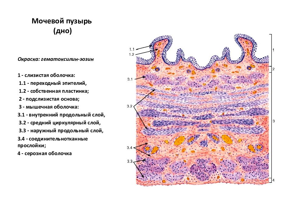 Мочеточник гистология рисунок