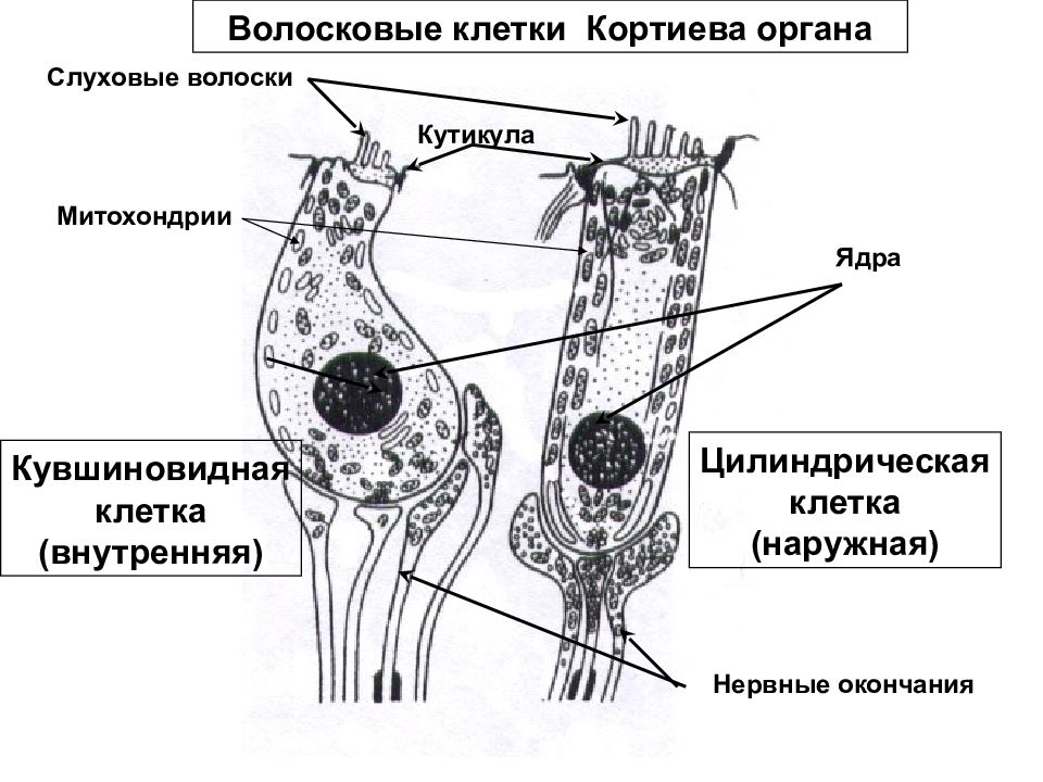 Схема кортиева органа